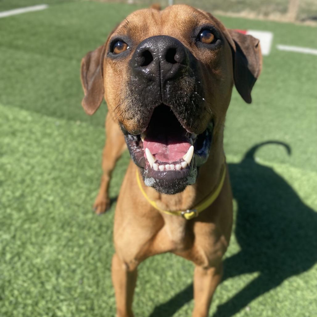 Ridge, a Adoptable Rhodesian Ridgeback in Batavia, OH image 5/6