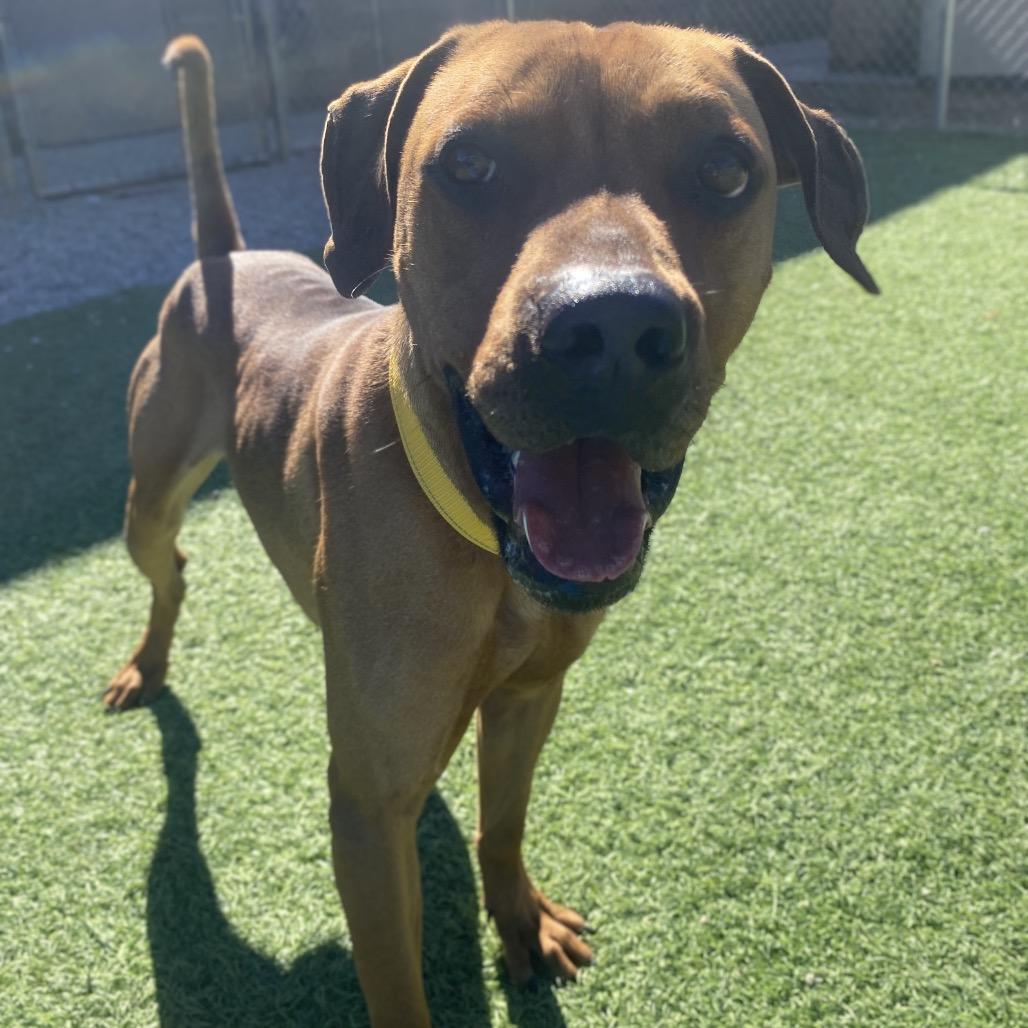 Ridge, a Adoptable Rhodesian Ridgeback in Batavia, OH image 6/6