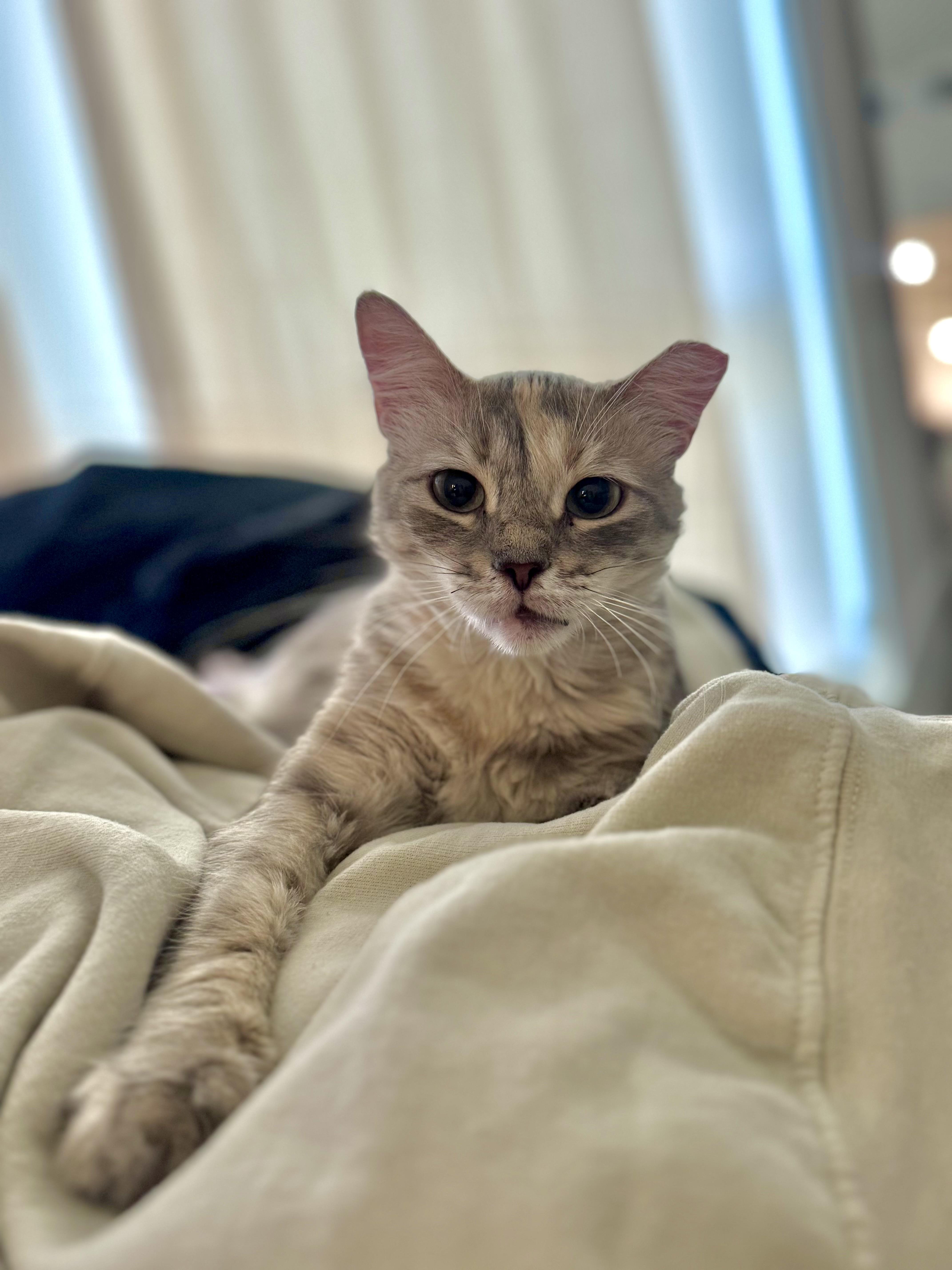 Meera (confident / social / cuddle bug), a Adoptable mixed breed in San Jose, CA image 2/3