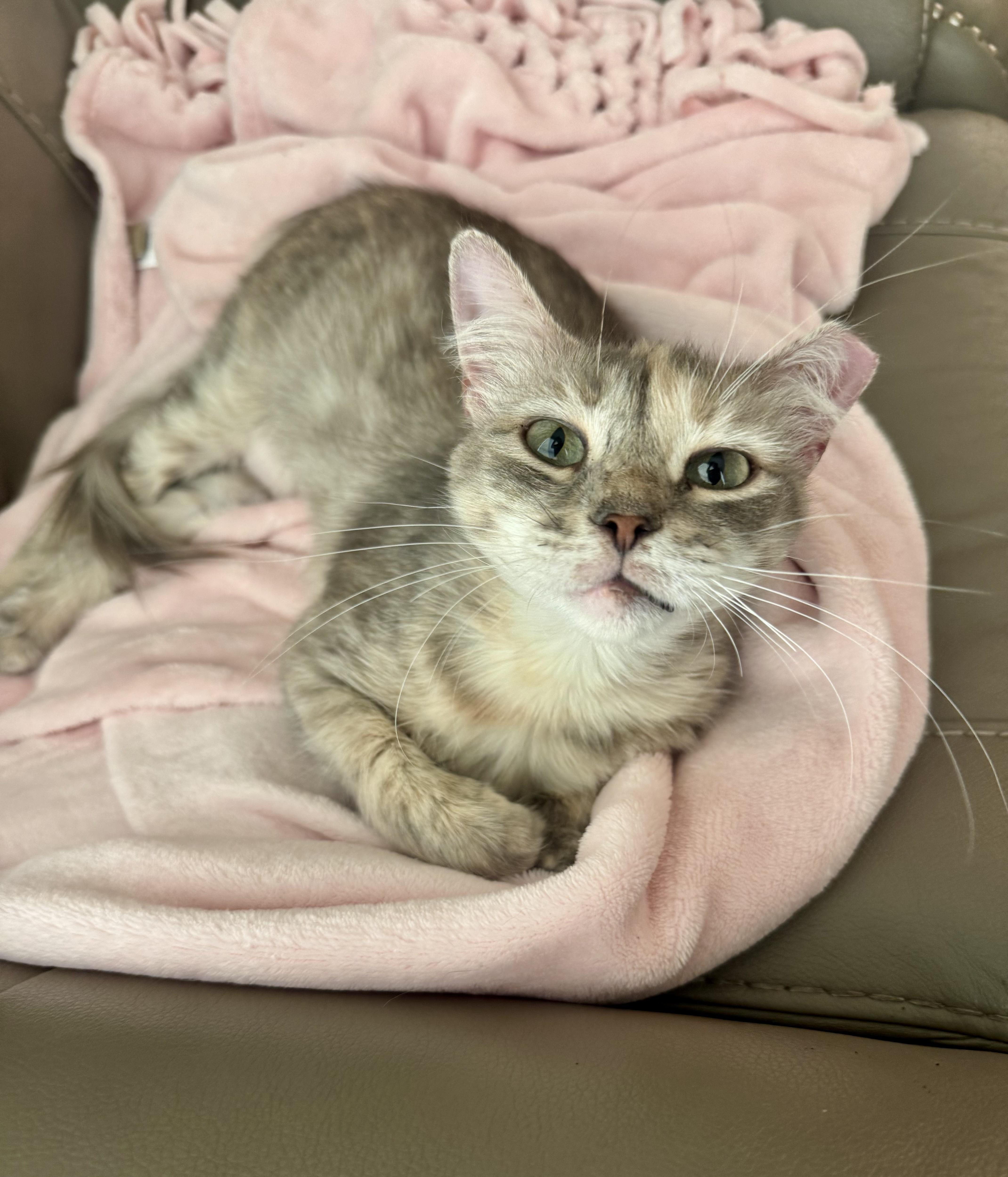 Meera (confident / social / cuddle bug), Adult Female unknown