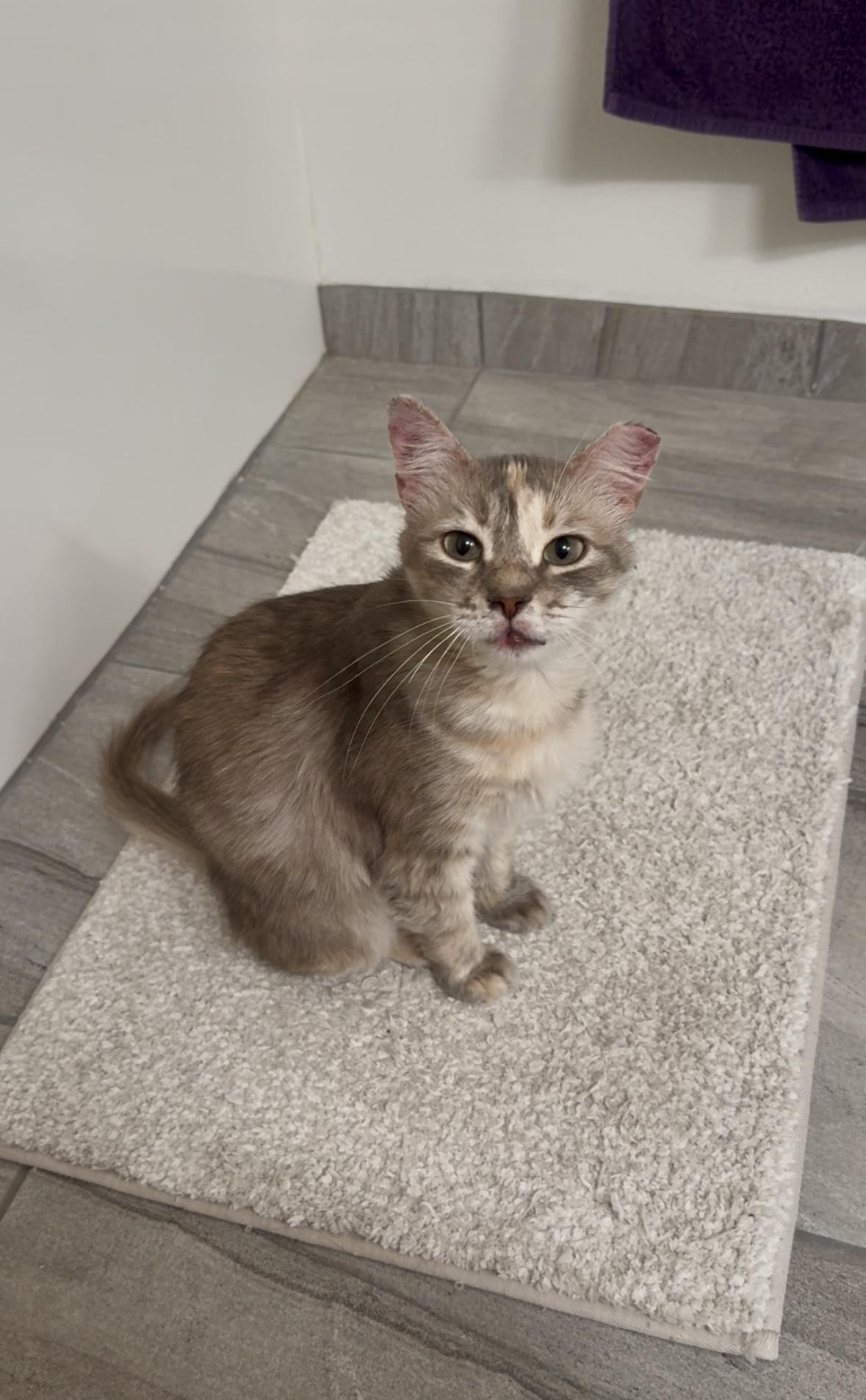 Meera (confident / social / cuddle bug), a Adoptable mixed breed in San Jose, CA image 3/3