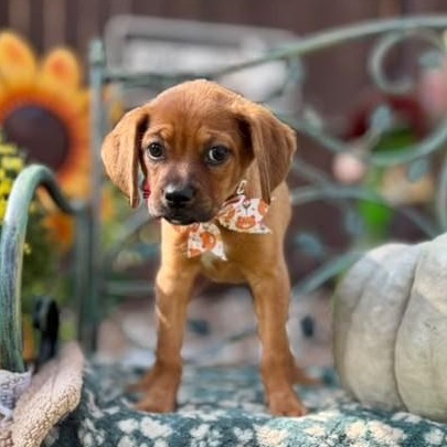 Enlarge Brownie, a Adoptable mixed breed in Clinton, CT image 4/6