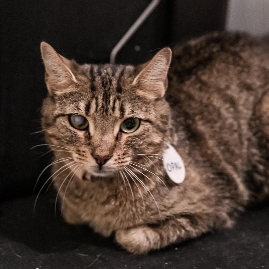 Opal, a Adoptable Domestic Short Hair in Fredericksburg, VA image 2/2