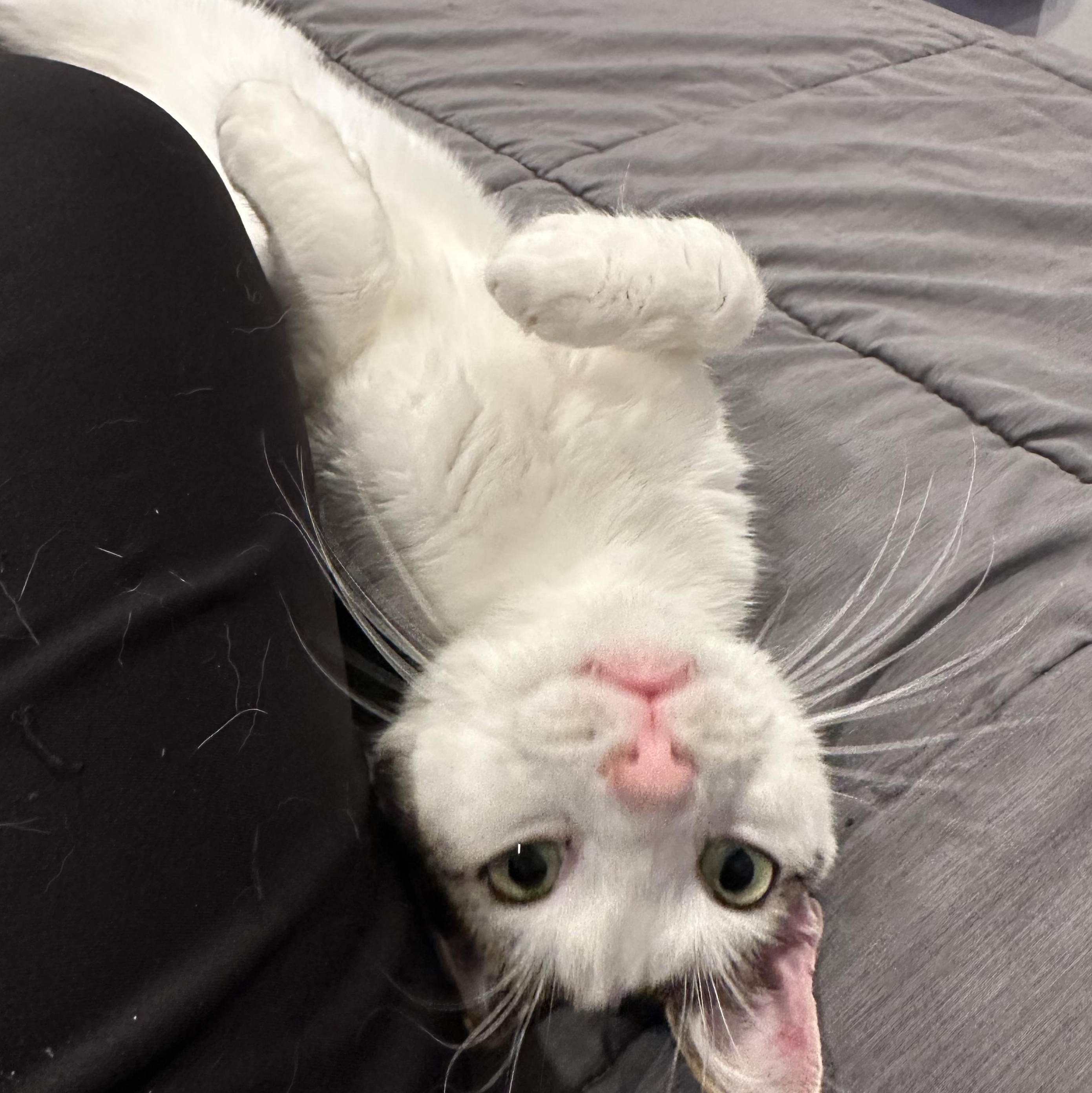 Enlarge Churro, a ADOPTABLE Domestic Short Hair in Norwalk, CT image 2/3