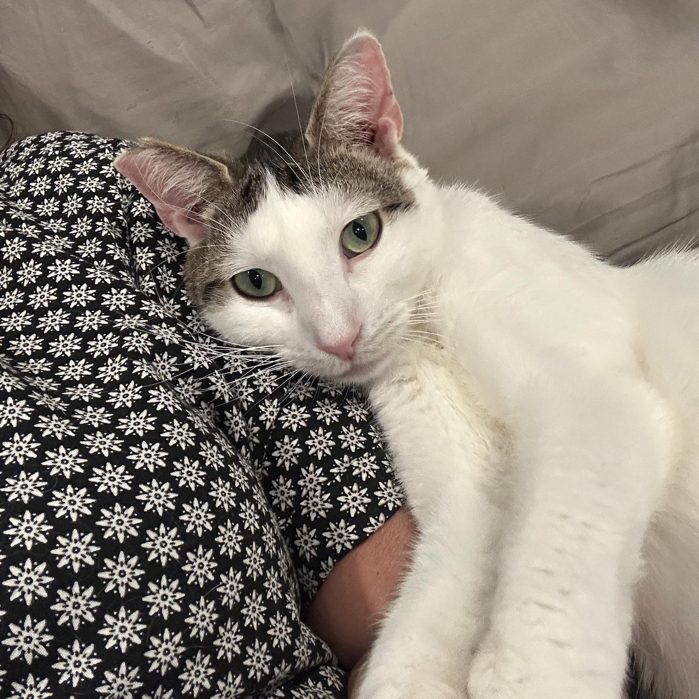 Enlarge Churro, a ADOPTABLE Domestic Short Hair in Norwalk, CT image 3/3