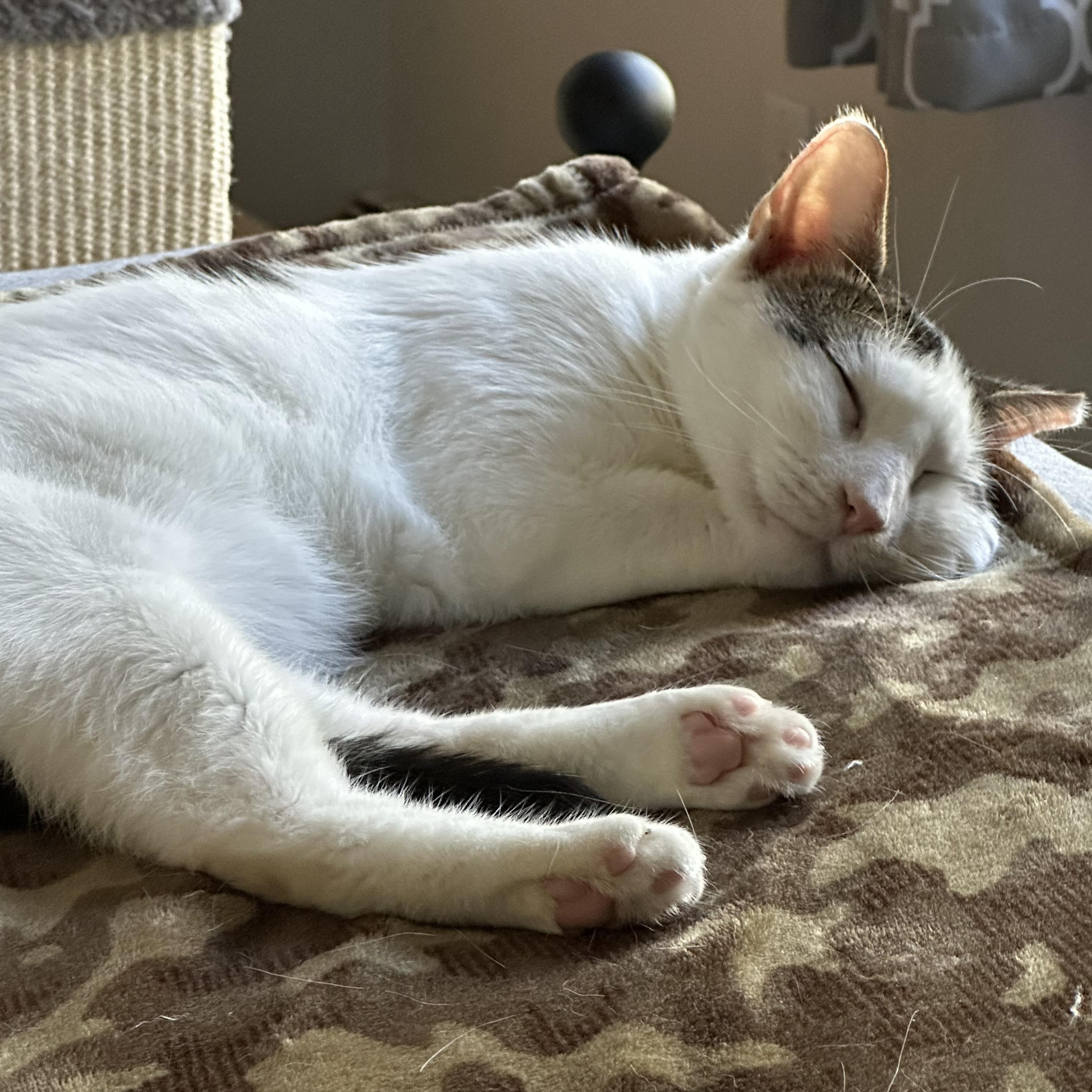 Churro, Adoptable, Adult Male Domestic Short Hair.