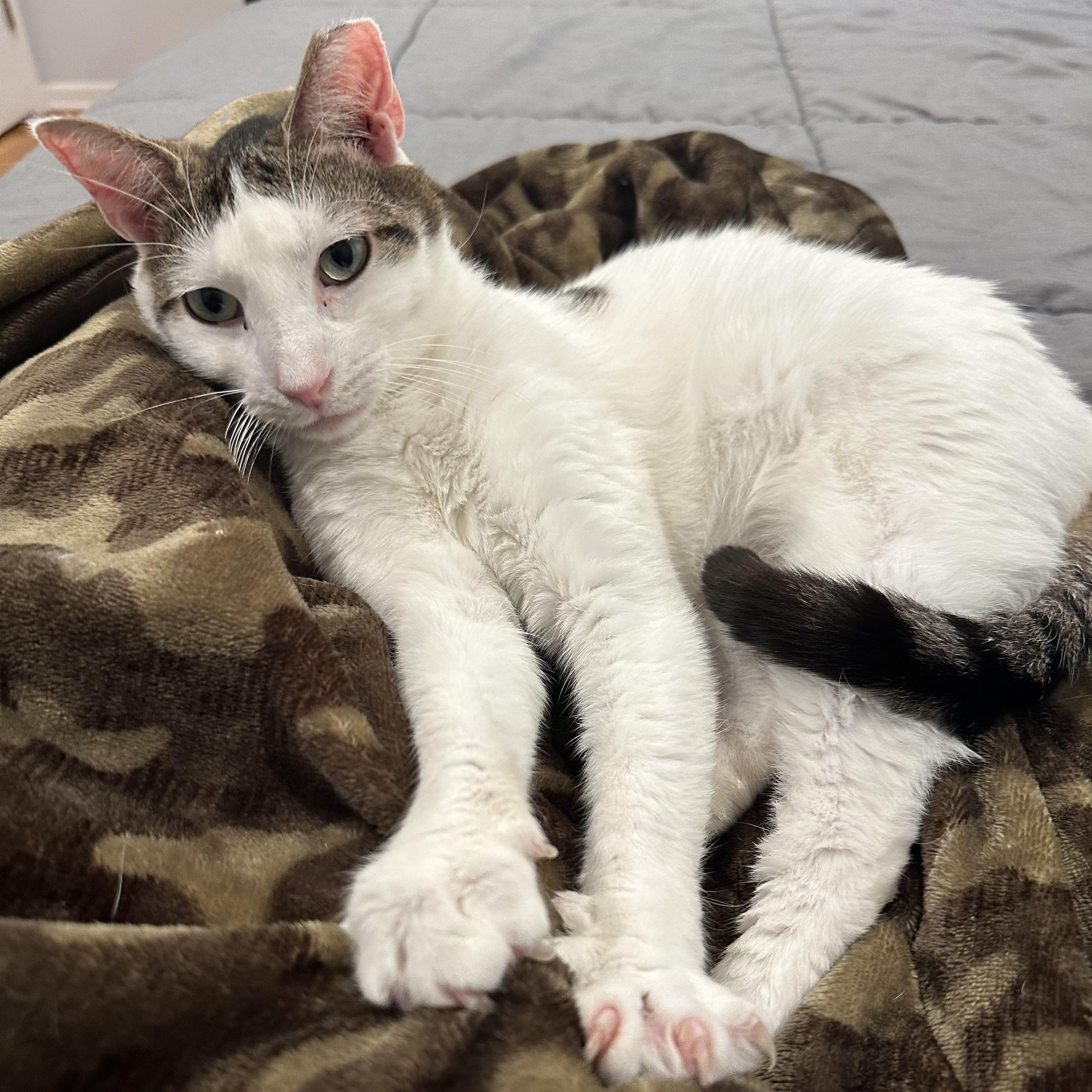 Churro, ADOPTABLE, Adult Male Domestic Short Hair.