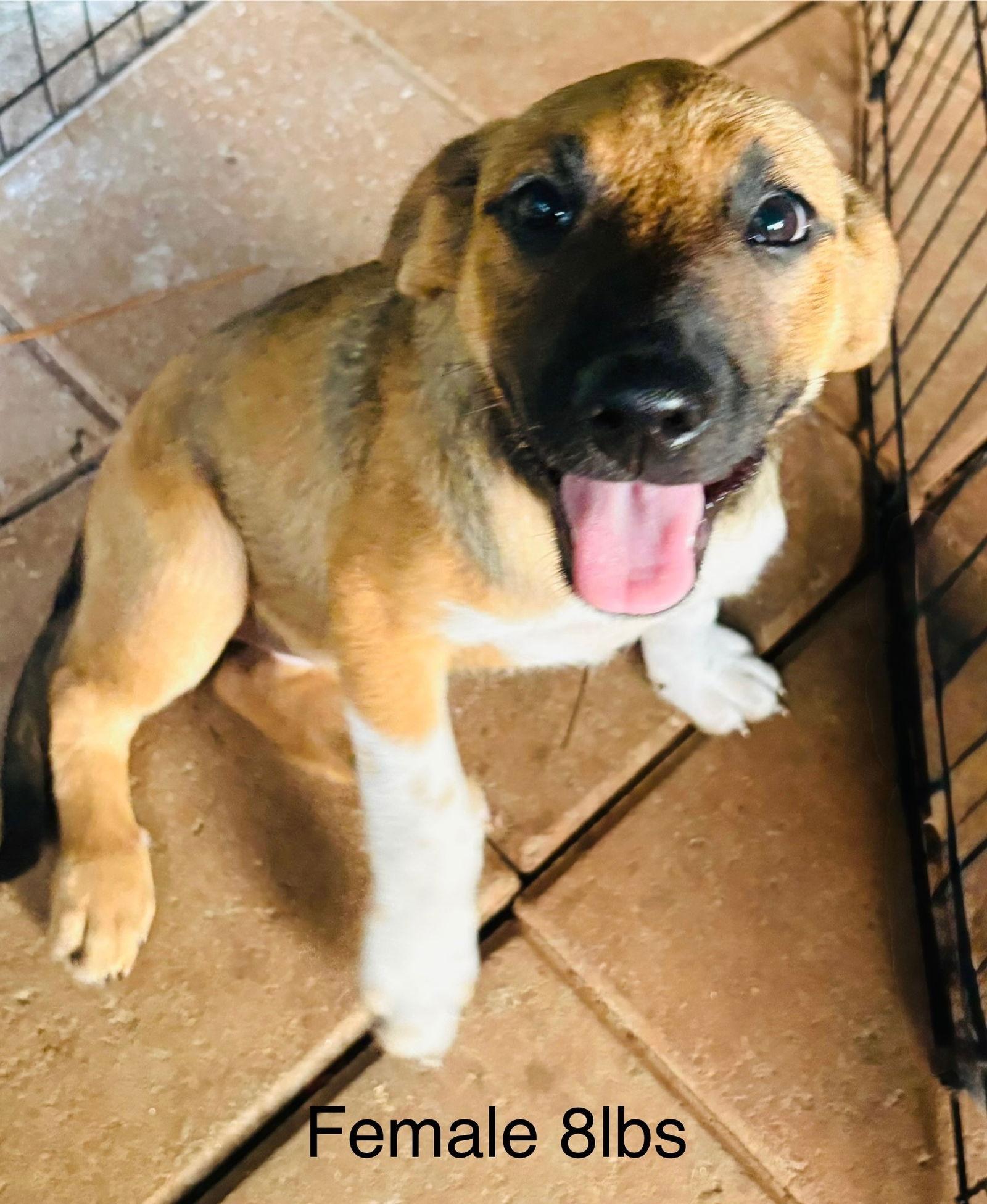 Hope Litter girls, a Adopted Shepherd in Brooksville, FL image 1/3