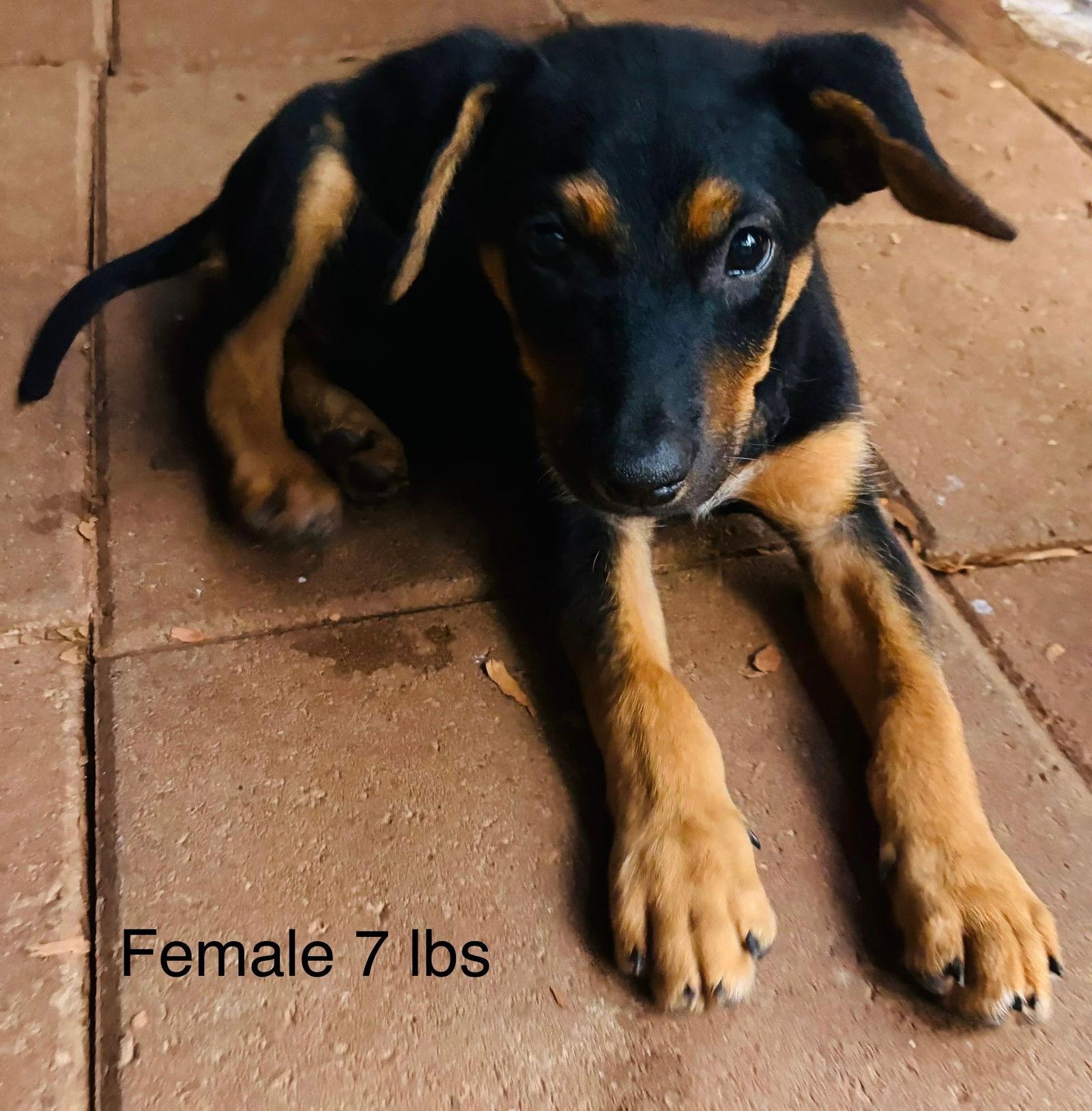 Hope Litter girls, a Adopted Shepherd in Brooksville, FL image 2/3