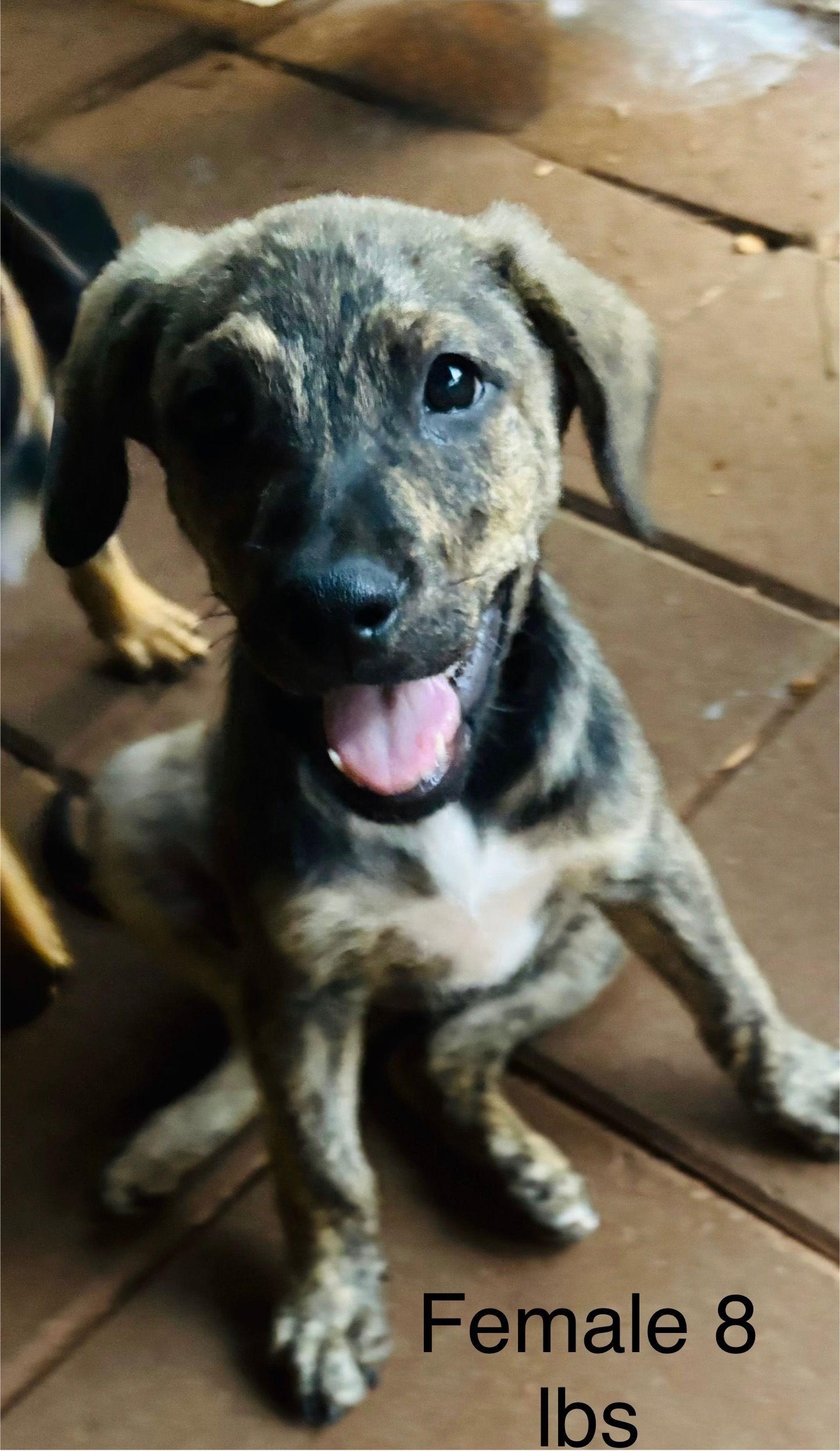Hope Litter girls, a Adopted Shepherd in Brooksville, FL image 3/3