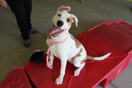 Lois, Adoptable, Adult Female Pit Bull Terrier & Mixed Breed.