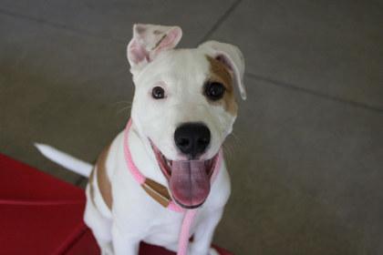 Enlarge Lois, a Adoptable mixed breed in Kansas City, MO image 2/2