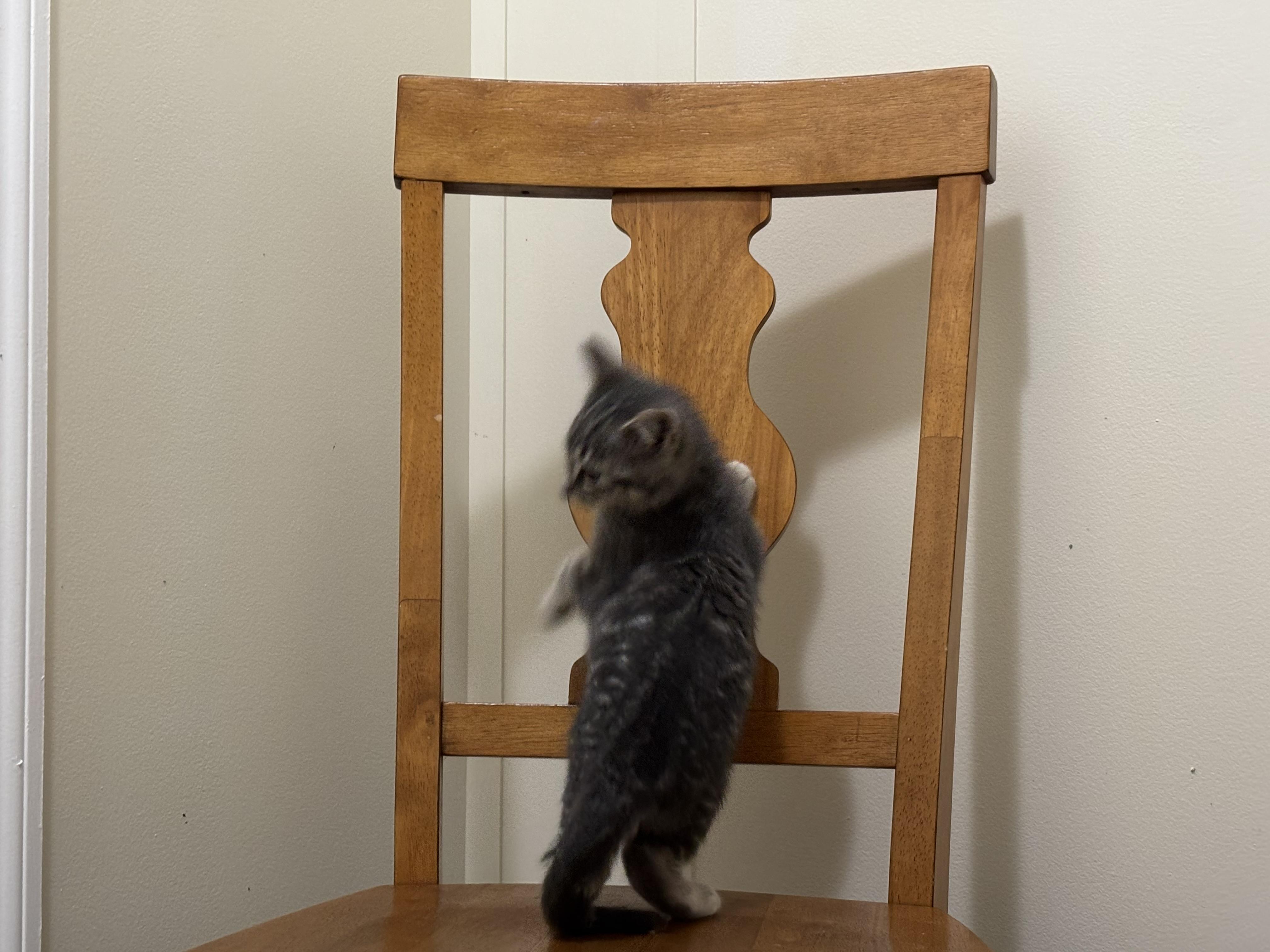 Enlarge Irene, a Adoptable Domestic Medium Hair in Palm Coast, FL image 1/3