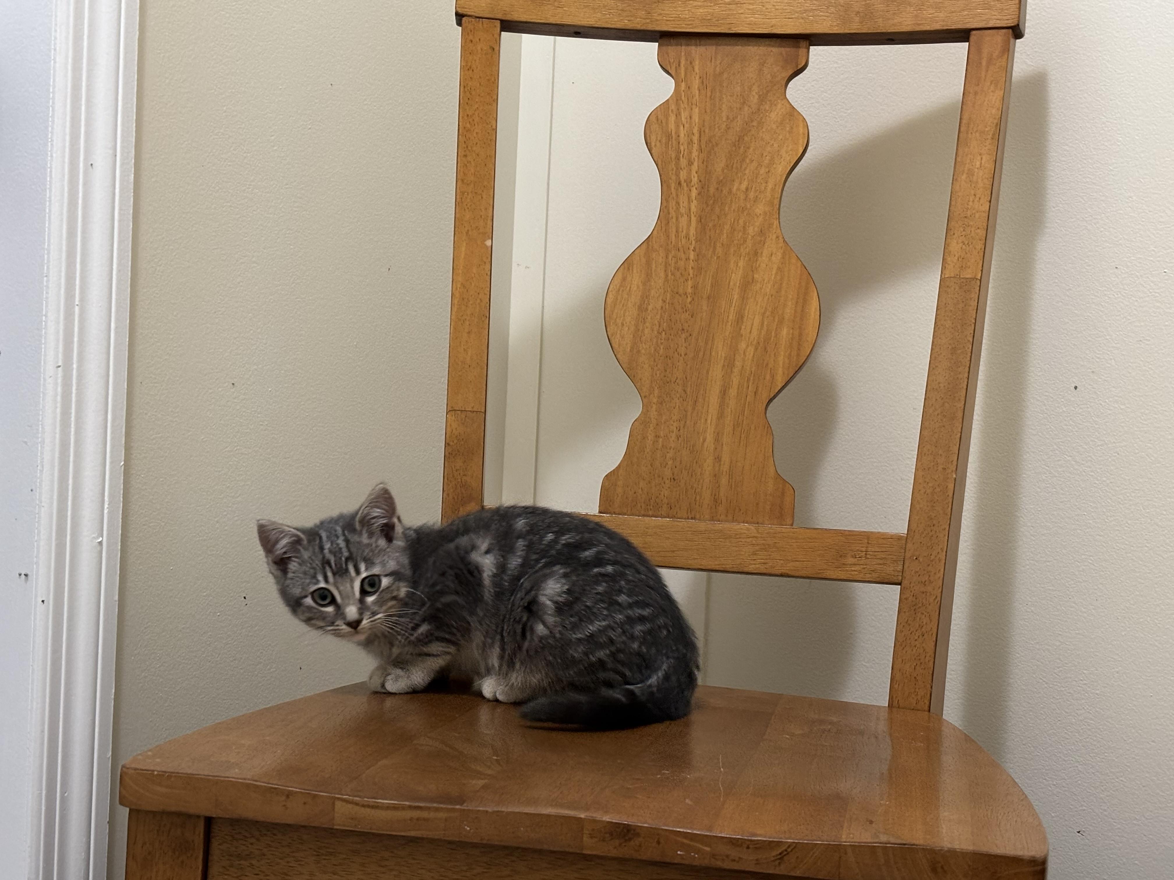 Enlarge Irene, a Adoptable Domestic Medium Hair in Palm Coast, FL image 2/3