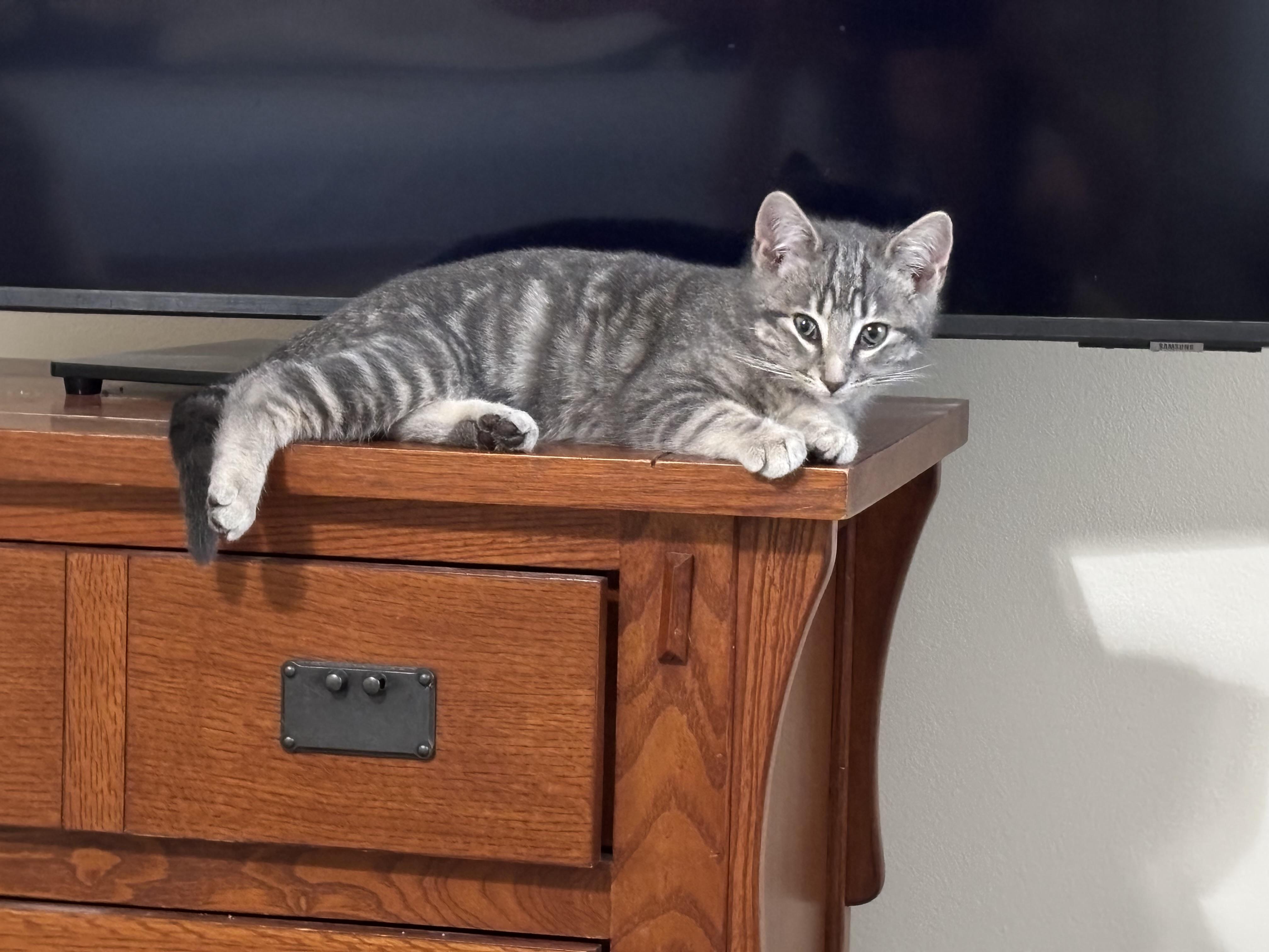 Irene (available mid-late February-ish), a Adoptable Domestic Medium Hair in Palm Coast, FL image 5/5