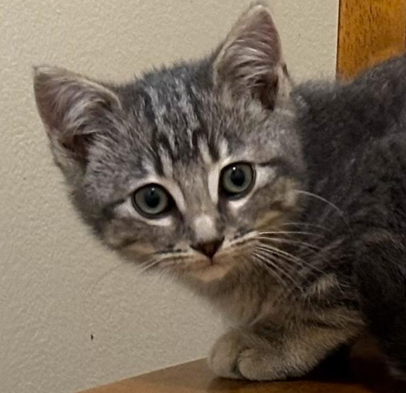 Enlarge Irene, a Adoptable Domestic Medium Hair in Palm Coast, FL image 3/3