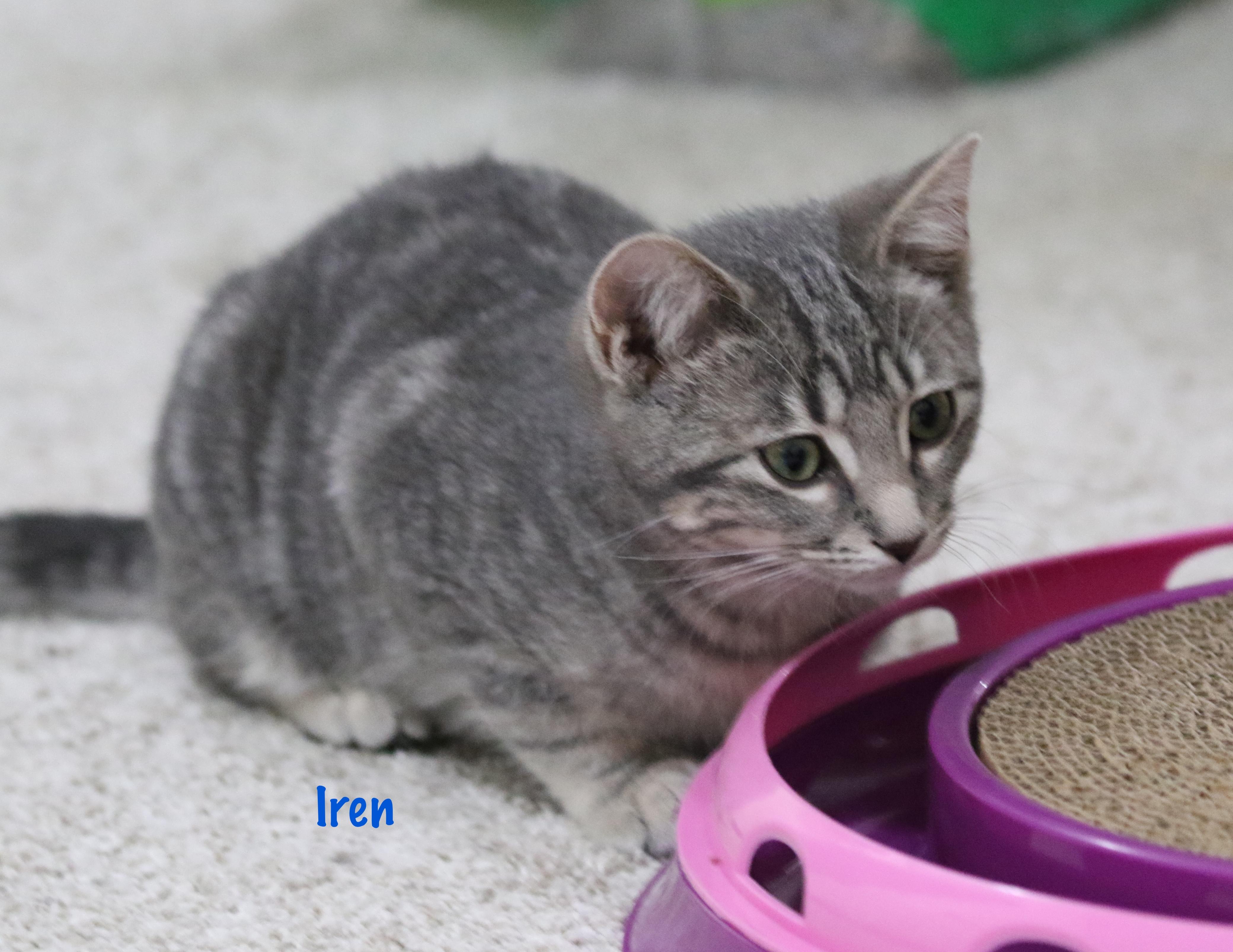 Irene, Adoptable, Kitten Female Domestic Medium Hair.
