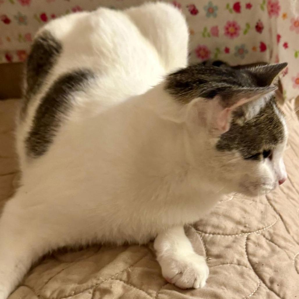 Glimmer — thumbnail 3