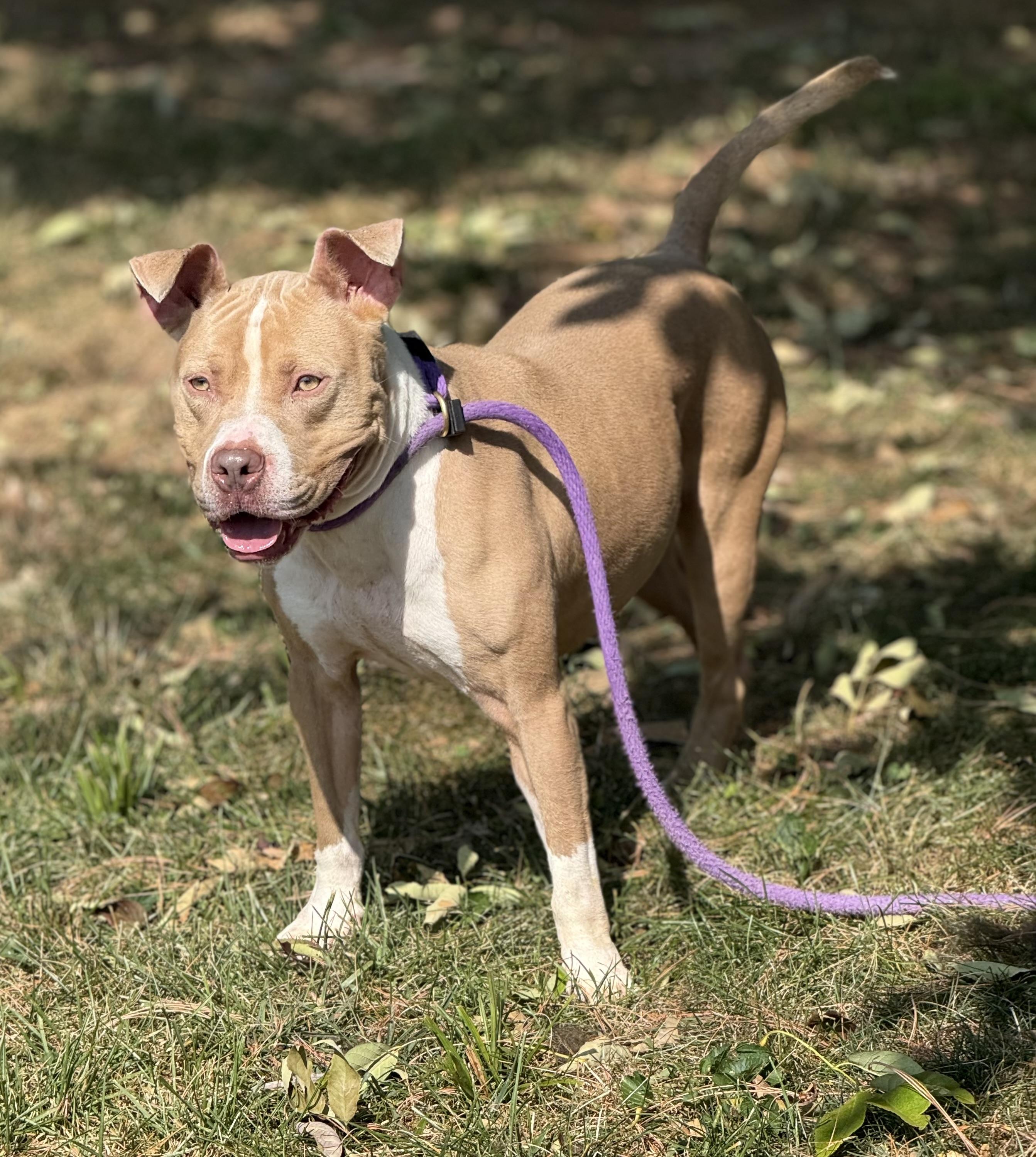 Enlarge Frank, a Adoptable mixed breed in Springfield, IL image 3/4