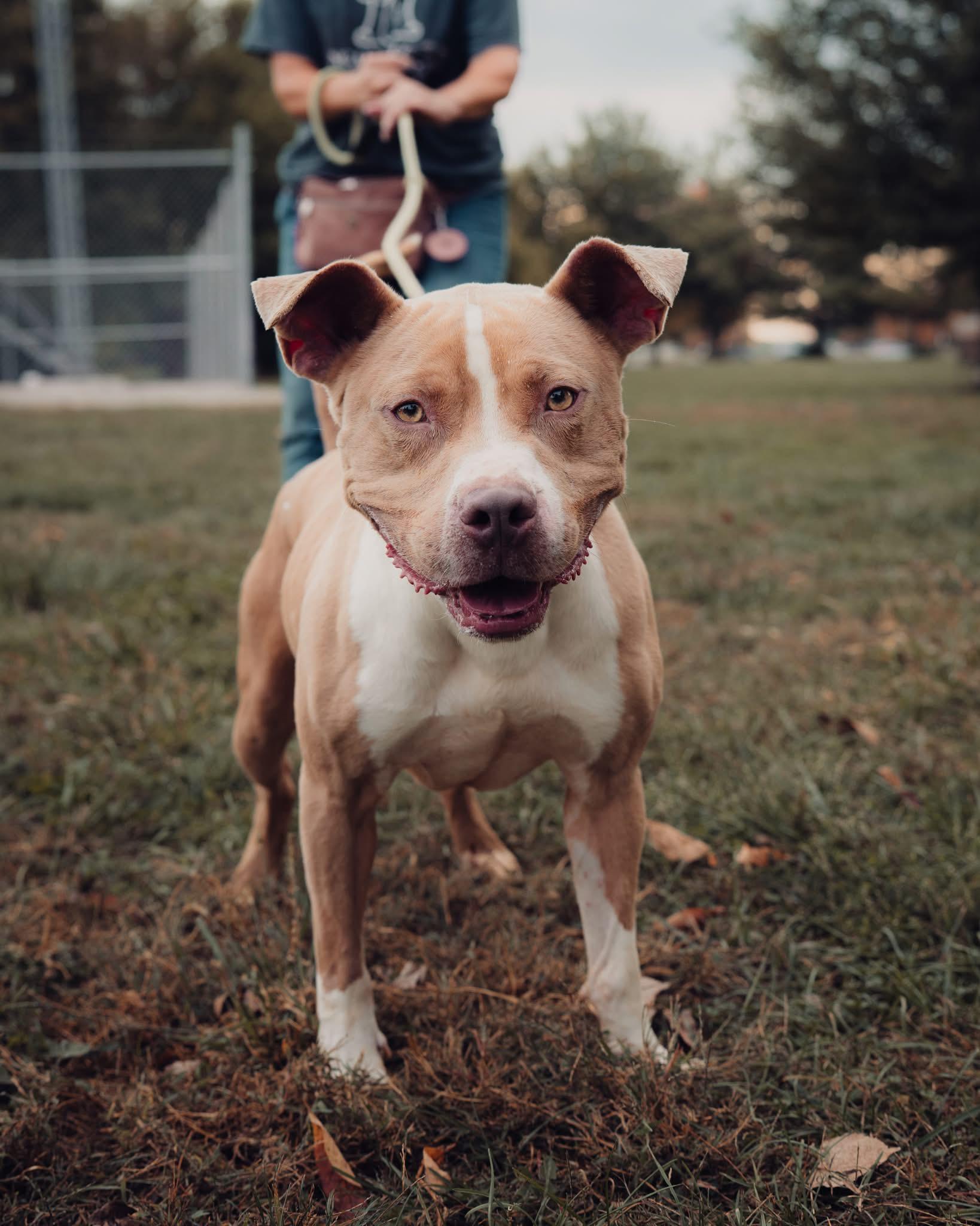 Frank, Adoptable, Adult Male Pit Bull Terrier & Mixed Breed.