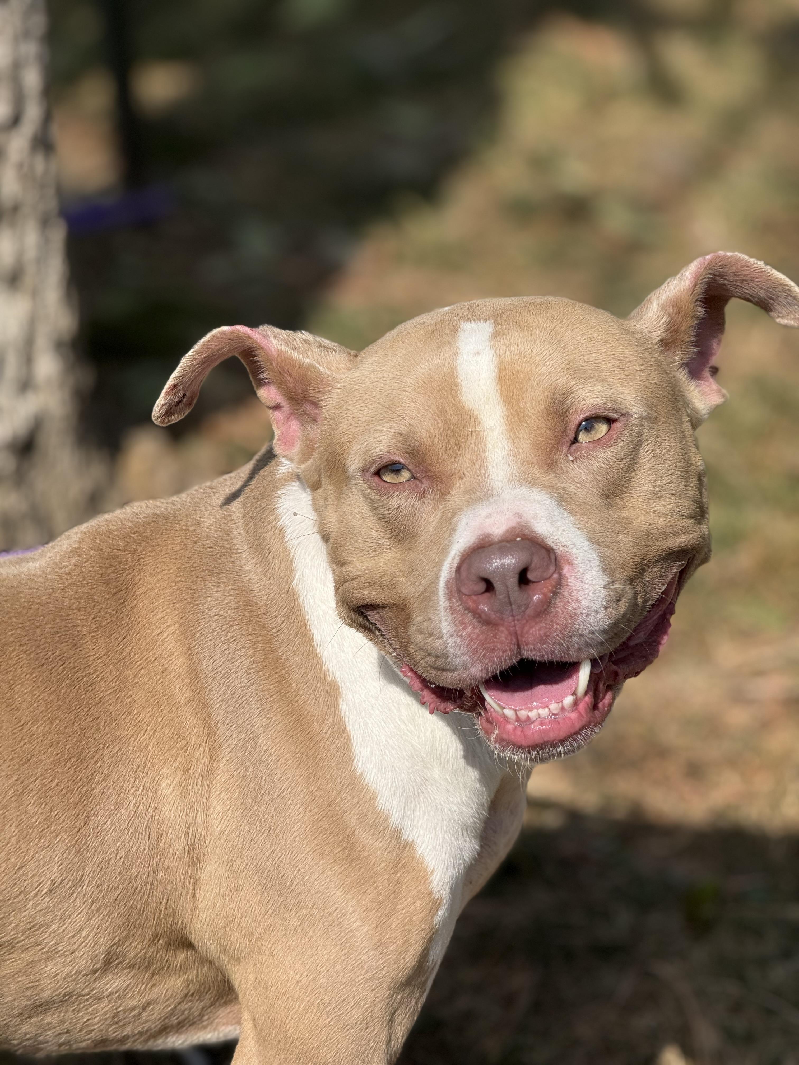 Frank, Adoptable, Adult Male Pit Bull Terrier & Mixed Breed.