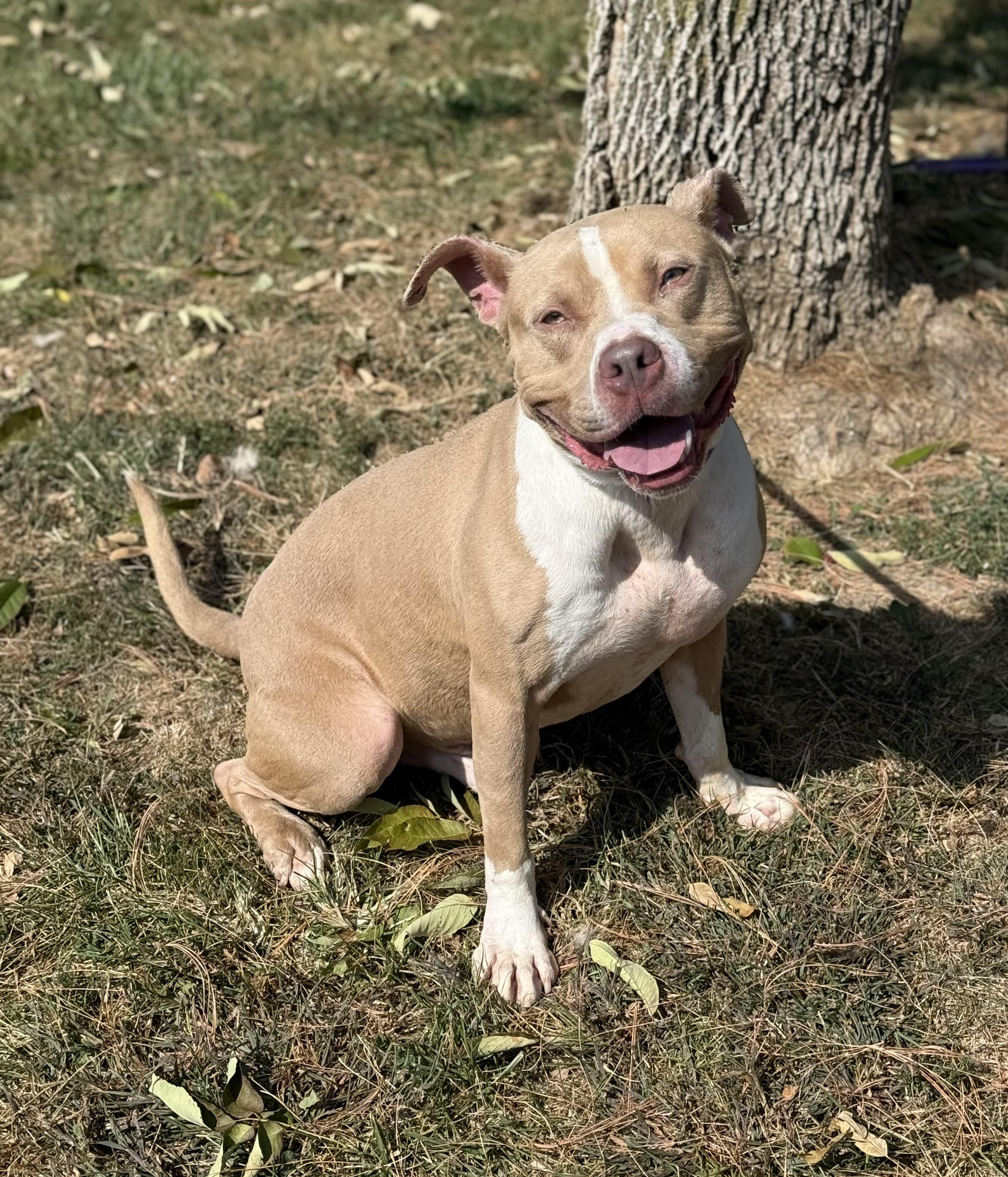 Enlarge Frank, a Adoptable mixed breed in Springfield, IL image 4/4