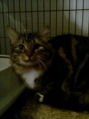 Mittens, a Adoptable mixed breed in Cookeville, TN image 1/2