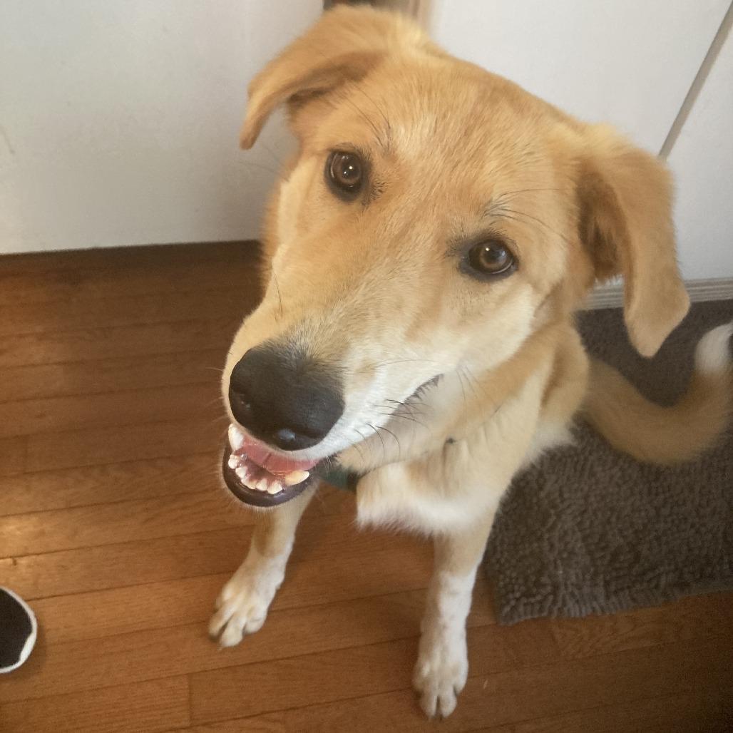 Whiskey, a Adoptable Mixed Breed in Winston Salem, NC image 2/6