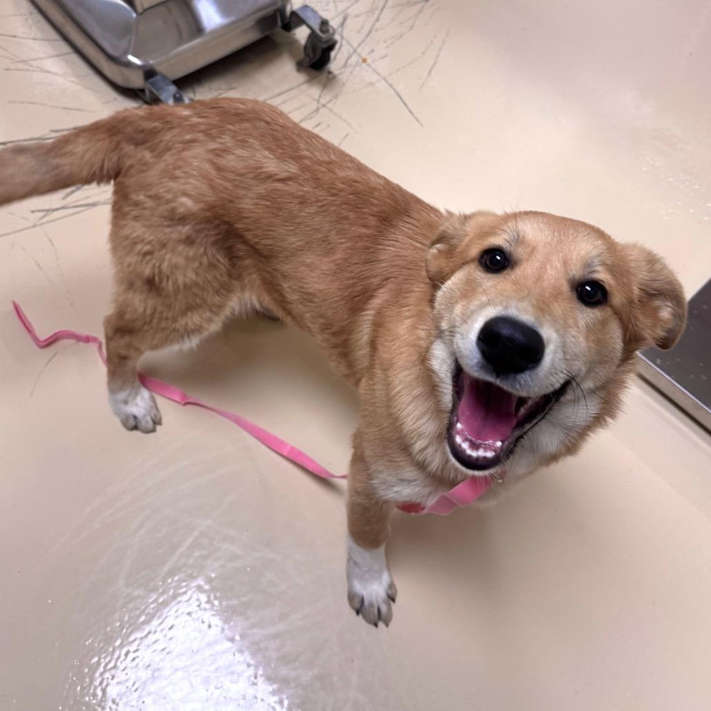 Whiskey, Adoptable, Young Female Great Pyrenees & German Shepherd Dog.