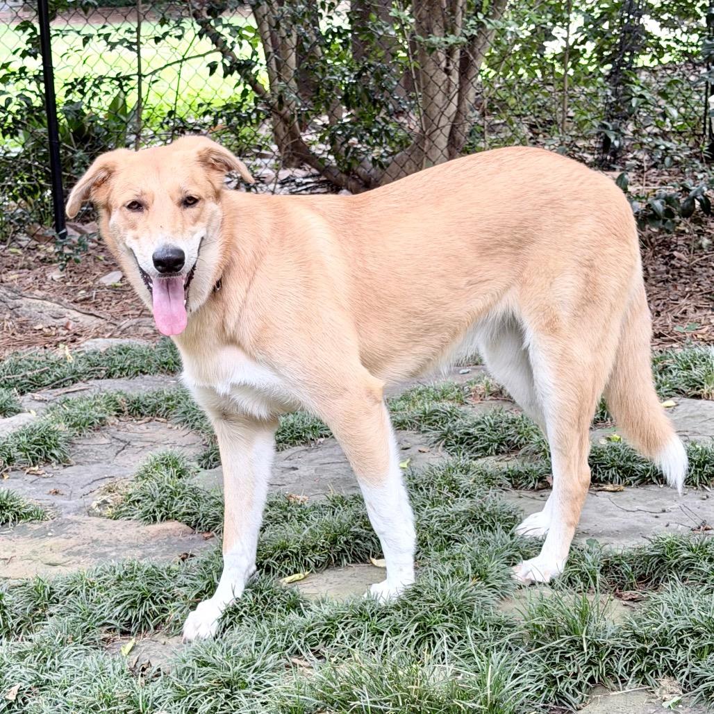 Enlarge Whiskey, a Adoptable mixed breed in Winston Salem, NC image 6/6