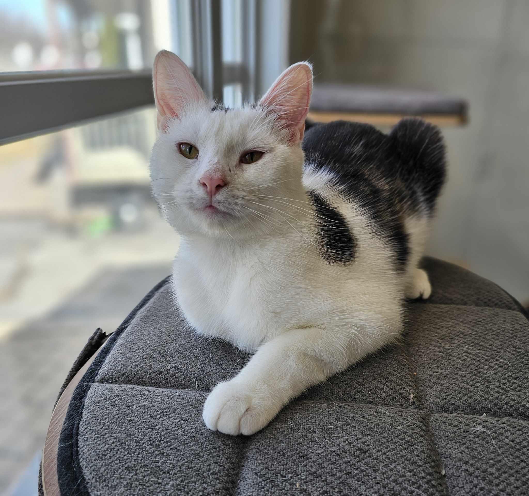 Zola, Young Female Domestic Short Hair