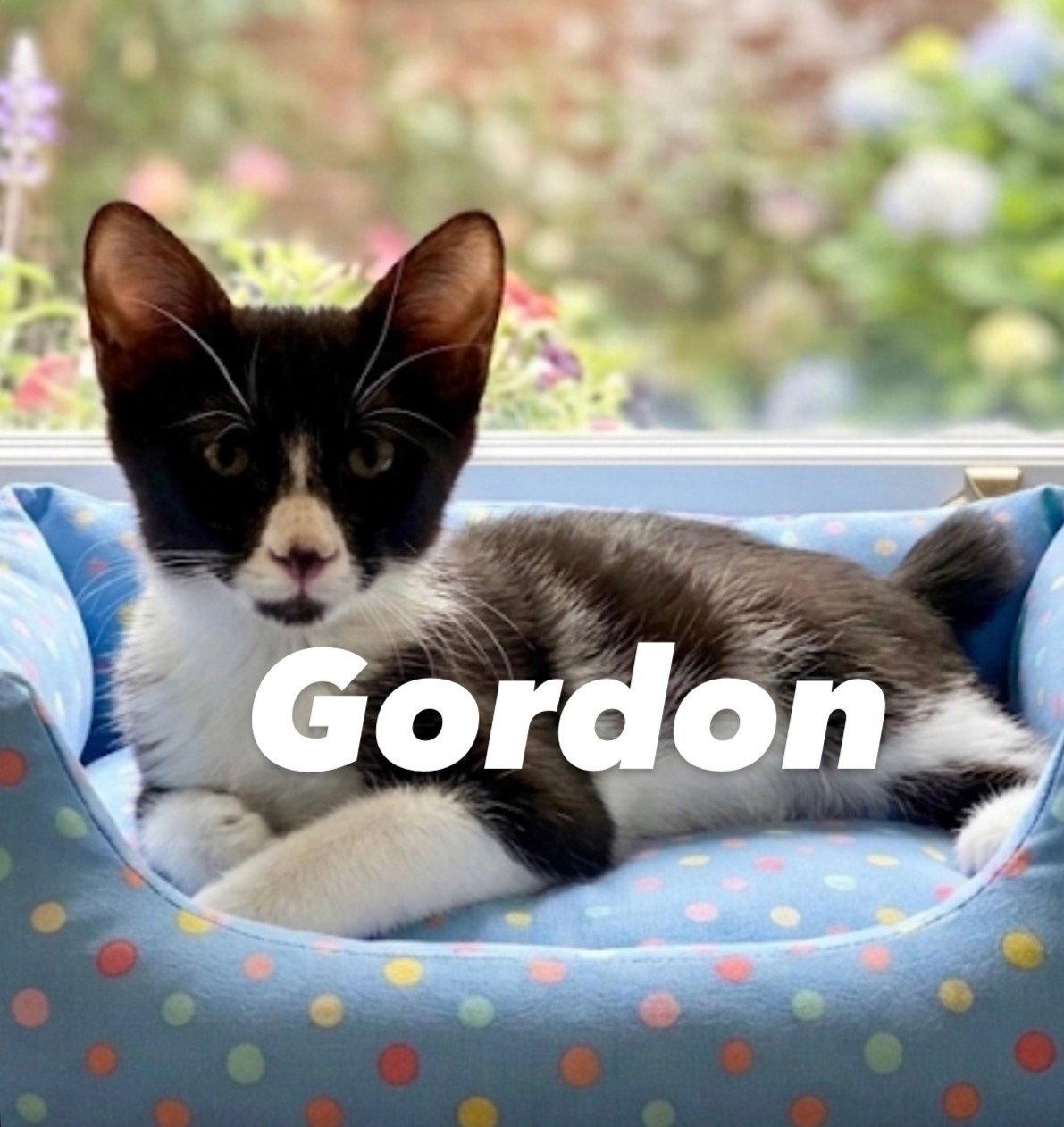 GORDON, Adoptable, Young Male Domestic Medium Hair.