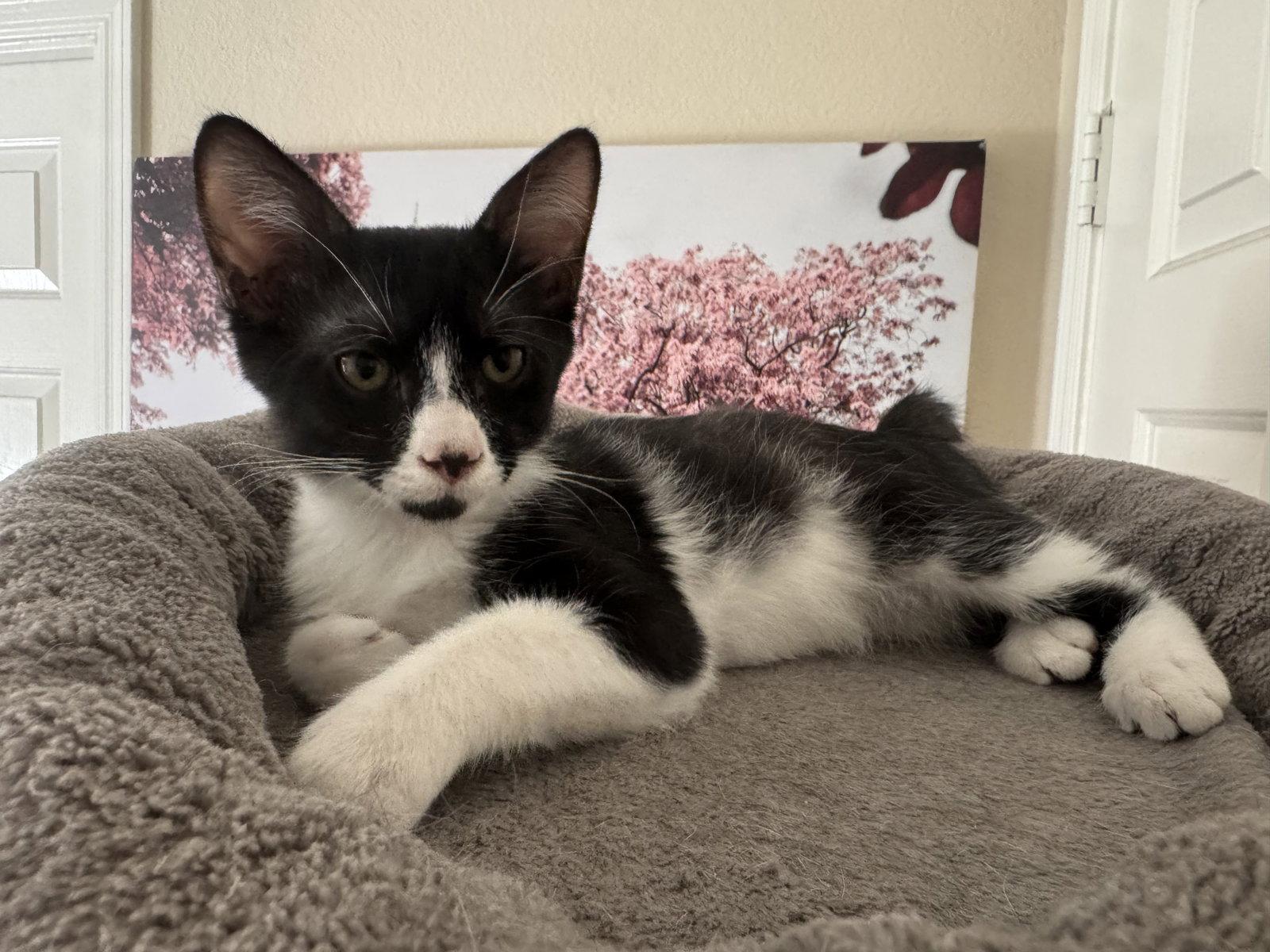 GORDON, a Adoptable Domestic Medium Hair in Chandler, AZ image 2/2