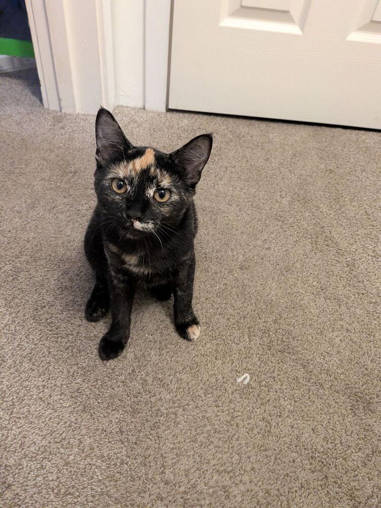 Purr-l, a Adoptable Domestic Short Hair in Bellingham, WA image 1/4