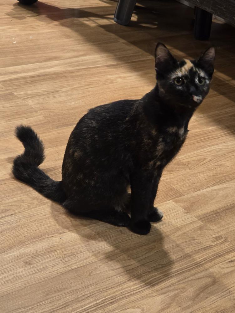 Purr-l, a Adoptable Domestic Short Hair in Bellingham, WA image 2/4