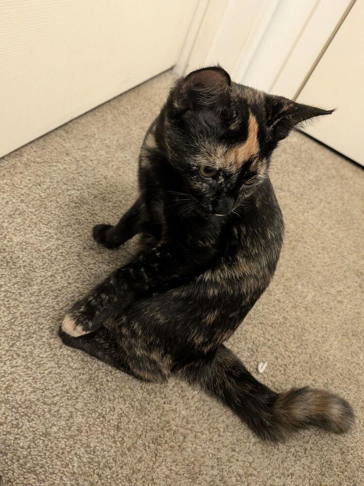 Purr-l, a Adoptable Domestic Short Hair in Bellingham, WA image 3/4