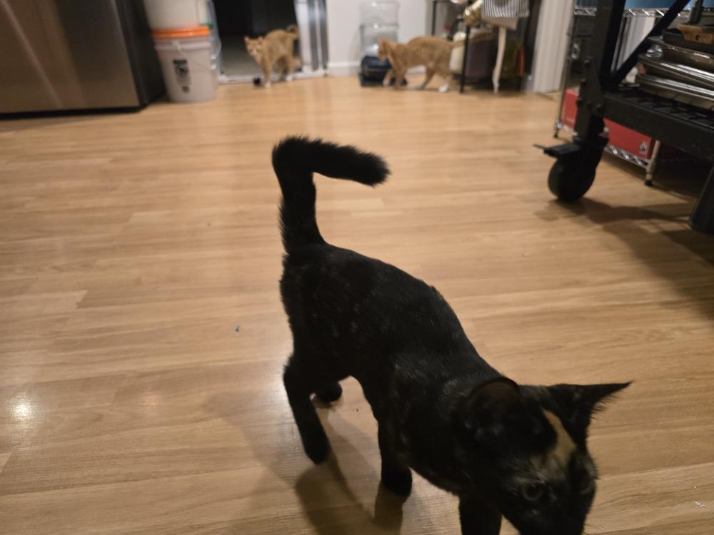 Purr-l, a Adoptable Domestic Short Hair in Bellingham, WA image 4/4