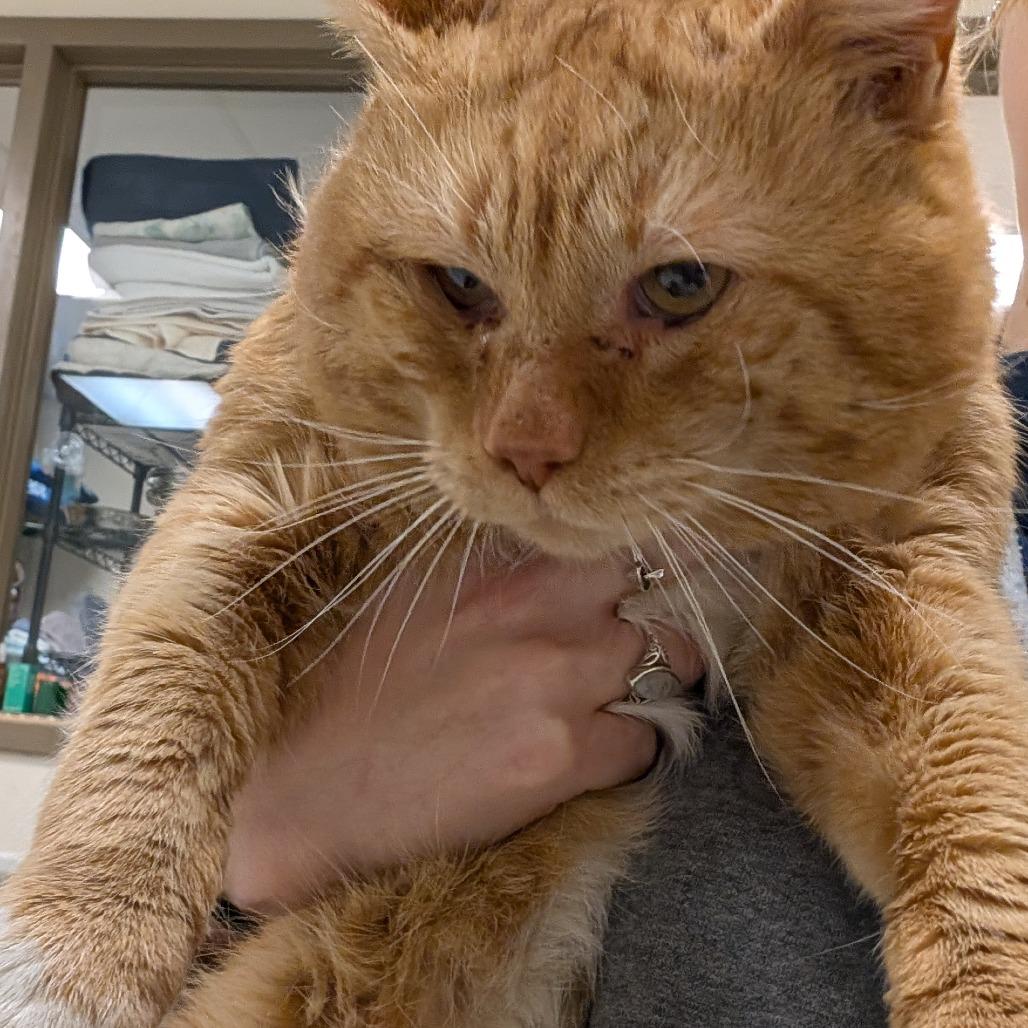 Toby, Adoptable, Adult Male Domestic Short Hair.