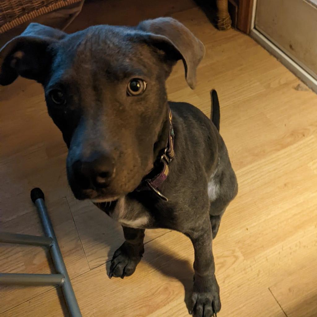 Cassie Lynn, Adoptable, Adult Female Mixed Breed.