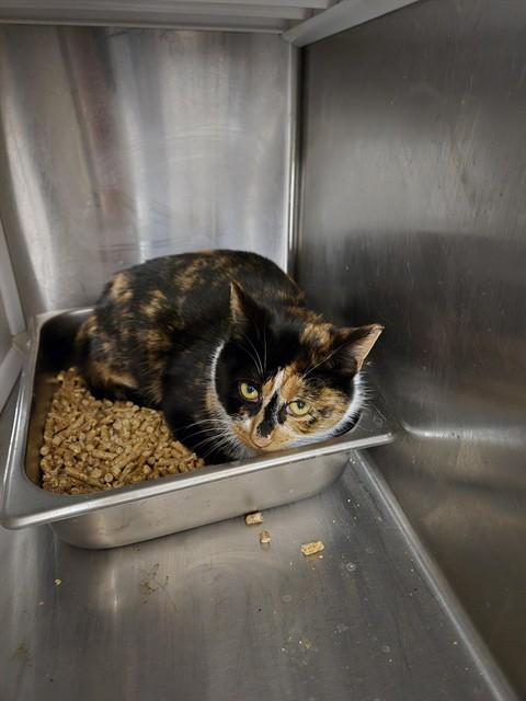 Enlarge TACO BELL, a Adoptable Domestic Short Hair in Casper, WY image 1/1