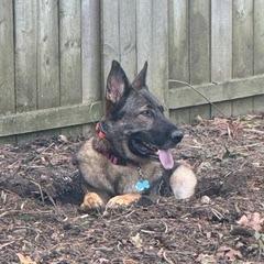 Sasha, a Adoptable German Shepherd Dog in Lancaster, OH image 1/6