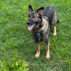 Sasha, a Adoptable German Shepherd Dog in Lancaster, OH image 2/6