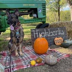 Sasha, a Adoptable German Shepherd Dog in Lancaster, OH image 3/6
