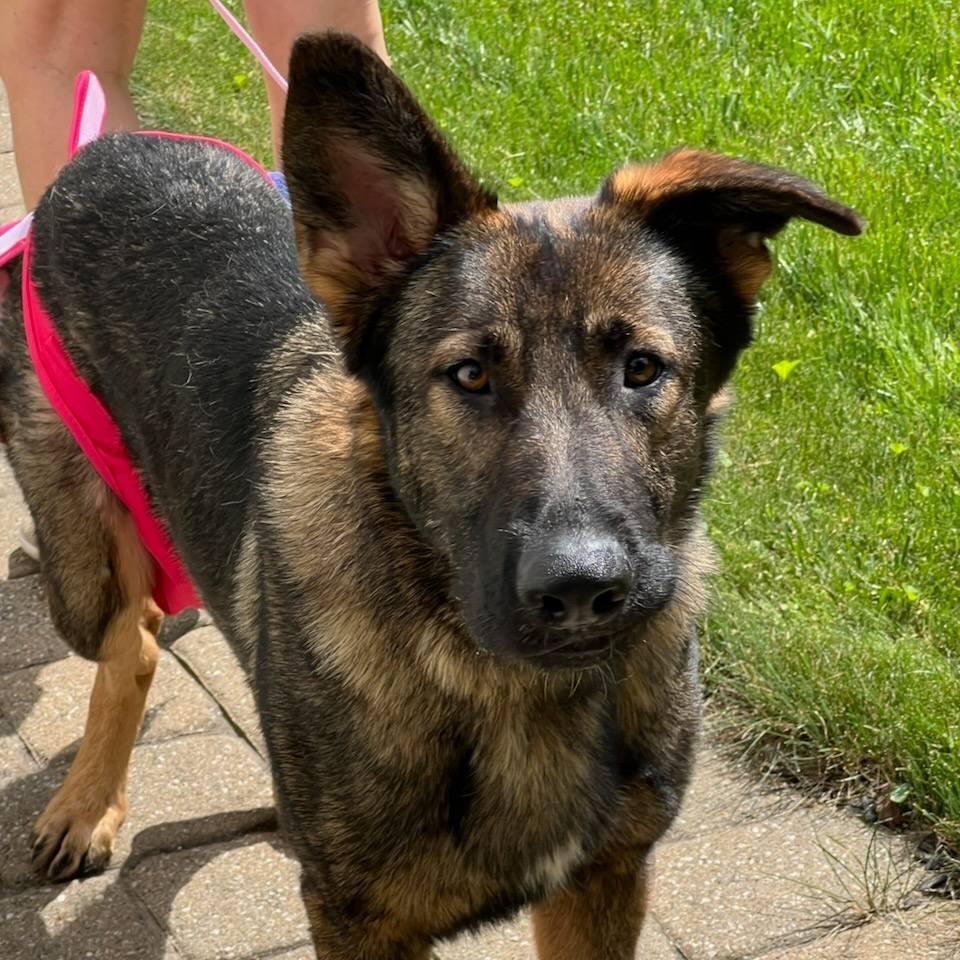 Sasha, a Adoptable German Shepherd Dog in Lancaster, OH image 4/6