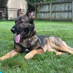 Sasha, a Adoptable German Shepherd Dog in Lancaster, OH image 5/6