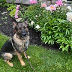 Sasha, a Adoptable German Shepherd Dog in Lancaster, OH image 6/6