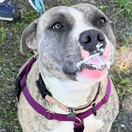 Tika, Adoptable, Adult Female Mixed Breed.