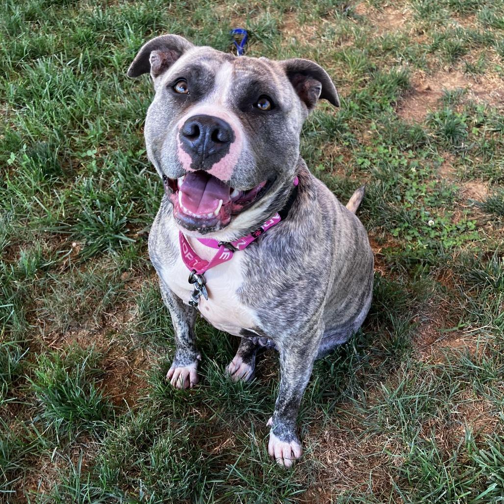 Enlarge Tika, a Adoptable Mixed Breed in Marshall, VA image 2/6