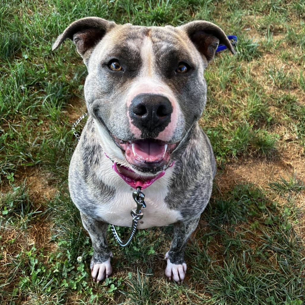 Enlarge Tika, a Adoptable Mixed Breed in Marshall, VA image 3/6