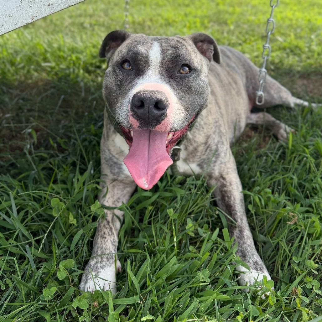 Enlarge Tika, a Adoptable Mixed Breed in Marshall, VA image 4/6